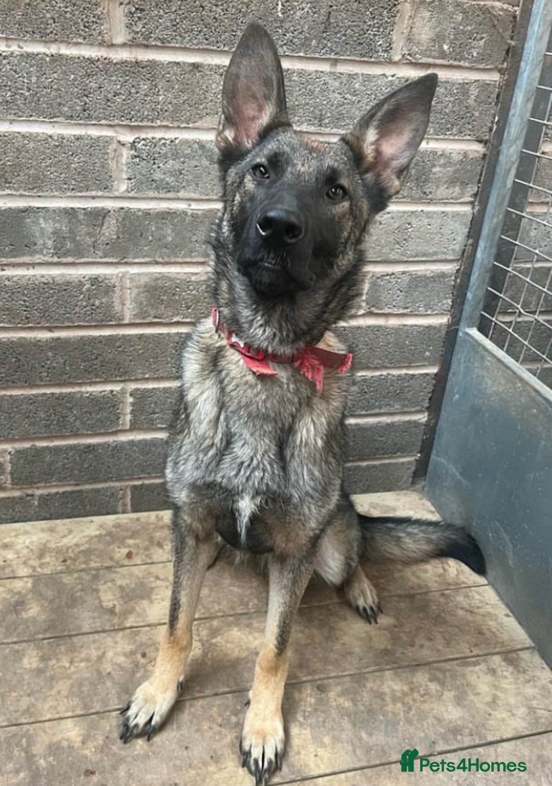 German Shepherd dogs for sale: German shepherd puppy’s kennel club registered  - Advert 4