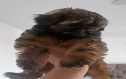 Shihpoo dogs for sale: Imperial toy Shihpoos  - Image 6
