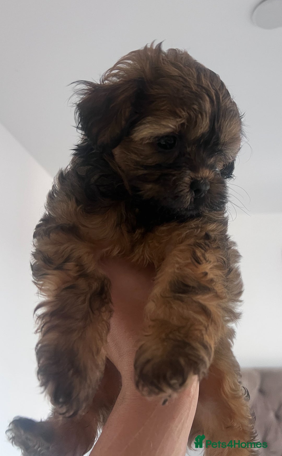 Shihpoo dogs for sale: Imperial toy Shihpoos  - Image 6