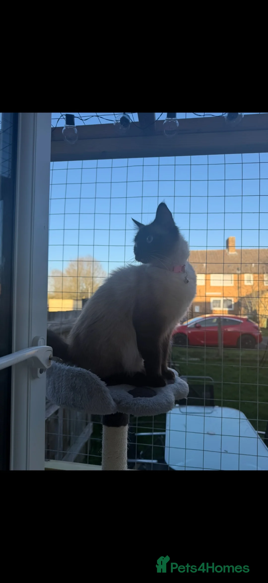 Ragdoll cats for sale: Tinker the Ragdoll - Advert 2