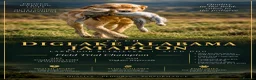 Labrador Retriever dogs for stud: FT CH DIGLAKE ALABAMA JATARCON  FULL HEALTH TESTED - Advert 1