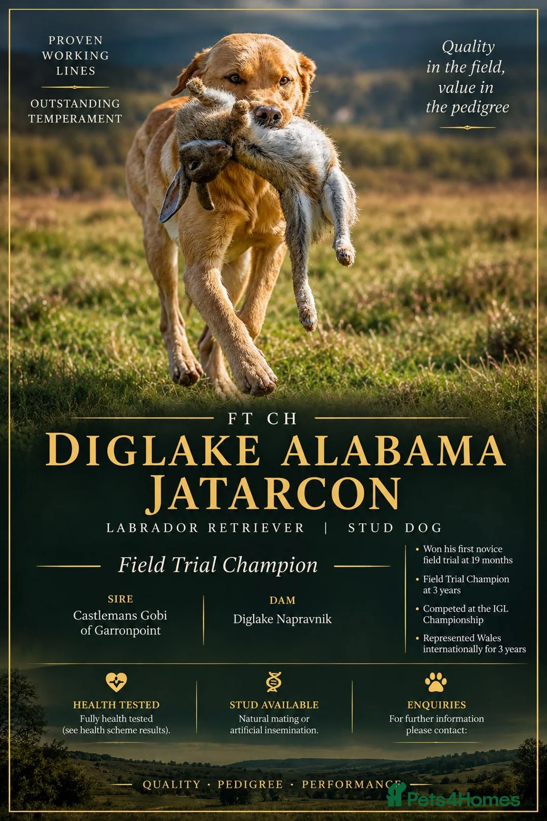 Labrador Retriever dogs for stud: FT CH DIGLAKE ALABAMA JATARCON  FULL HEALTH TESTED - Advert 1