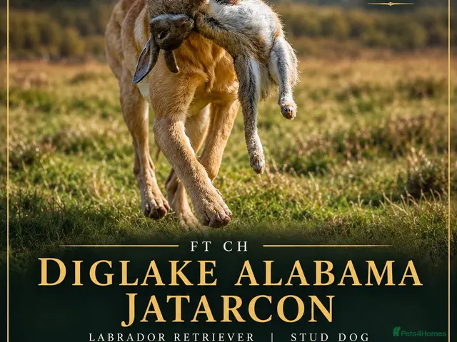 Labrador Retriever dogs for stud: FT CH DIGLAKE ALABAMA JATARCON FULL HEALTH TESTED - Advert 1