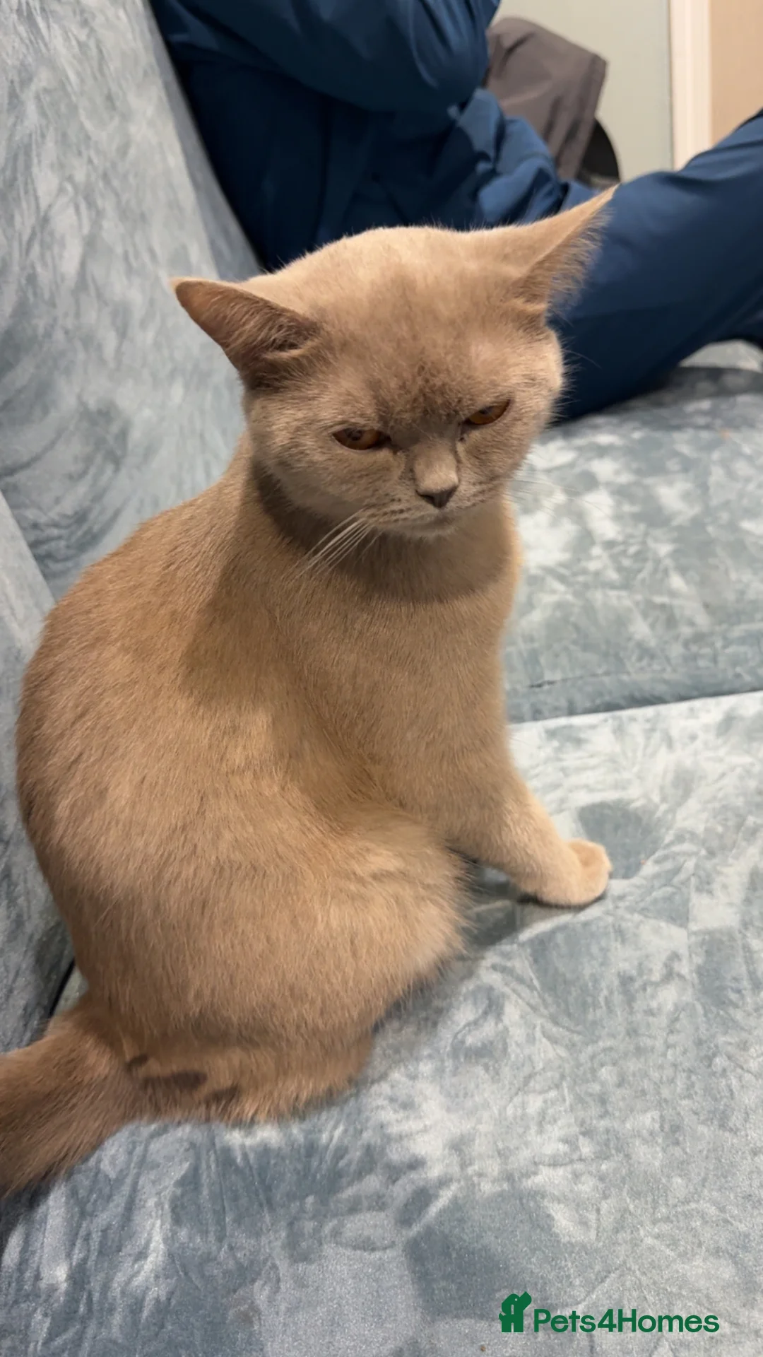 British Shorthair cats for sale: British short hair baby girl  in Stoke-on-Trent - Advert 7