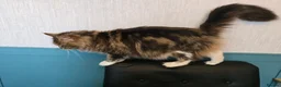 Maine Coon cats for sale: Retired queen black (golden) brown tabby bicolor - Advert 18