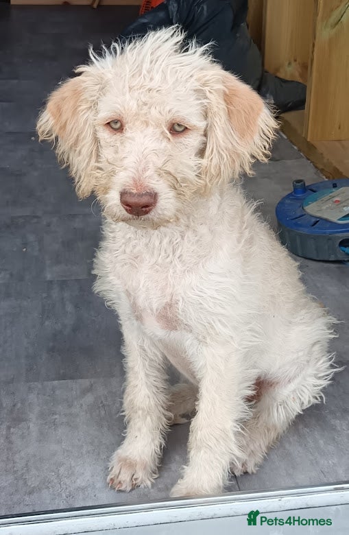 Labradoodle dogs A Better Start Fully Vaccinated Manners HomeRaised - Advert 2