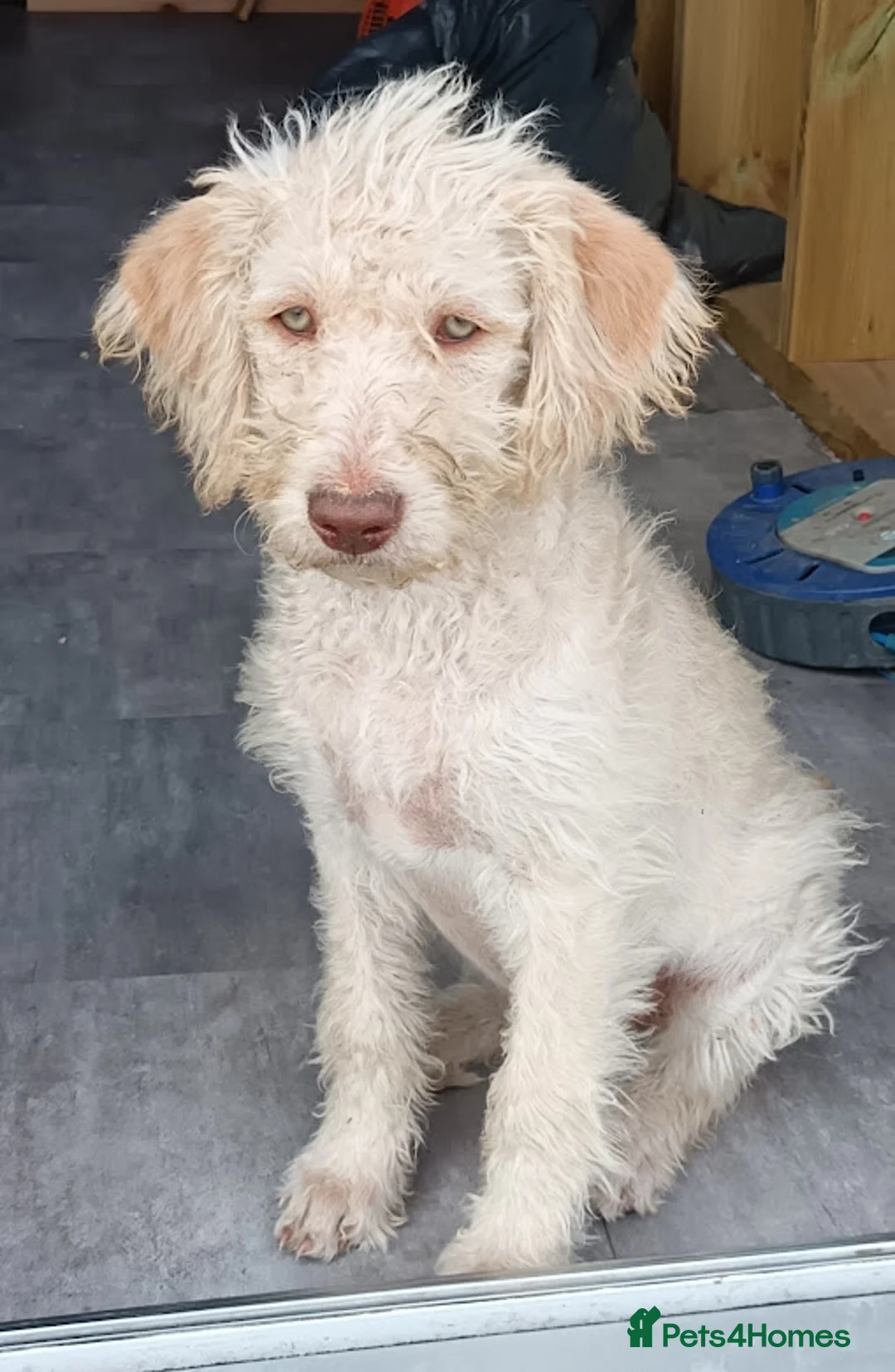 Labradoodle dogs for sale: 🌈 Stunning Standard, parti F1b Labradoodles, 🌈  - Advert 2