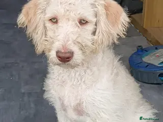 Labradoodle dogs A Better Start Fully Vaccinated Manners HomeRaised - Advert 2