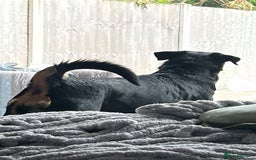 Rottweiler dogs for sale: Zeus  - Image 2