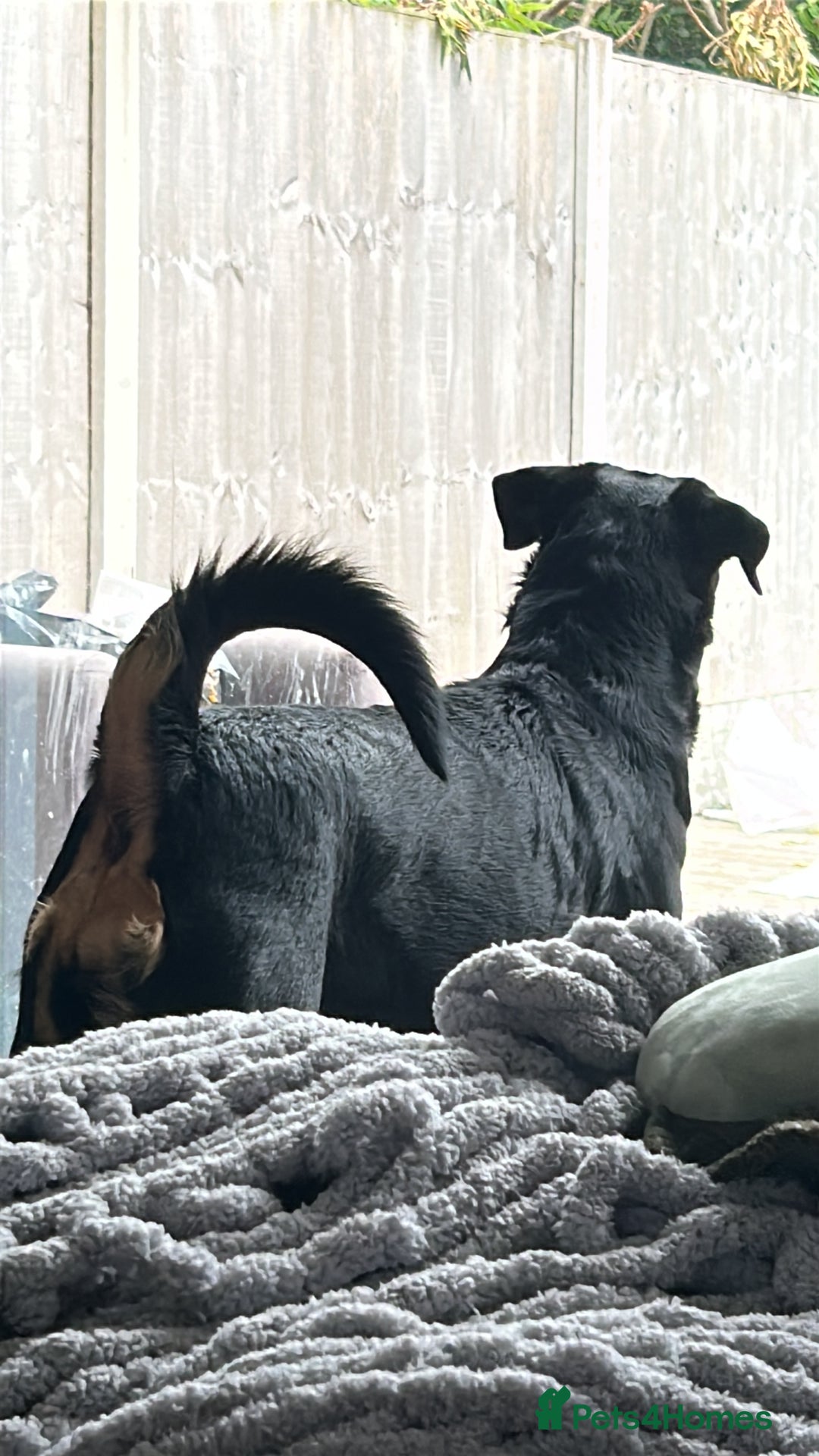 Rottweiler dogs for sale: Zeus  - Image 2
