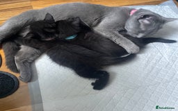 British Shorthair cats for sale: British shorthair kittens🐱 - Image 6