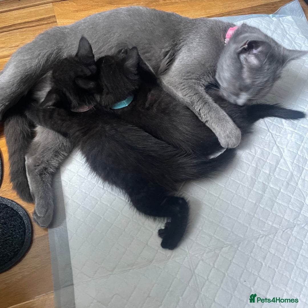 British Shorthair cats for sale: British shorthair kittens🐱 - Image 6