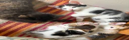 Mixed Breed cats for sale: Adorable Kittens Available to a Loving Home - Advert 5
