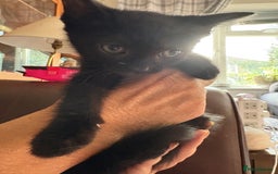 British Shorthair cats for sale: Kittens  - Image 6