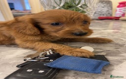 Cockapoo dogs for sale: F1 Cockapoo pups for sale  - Image 12