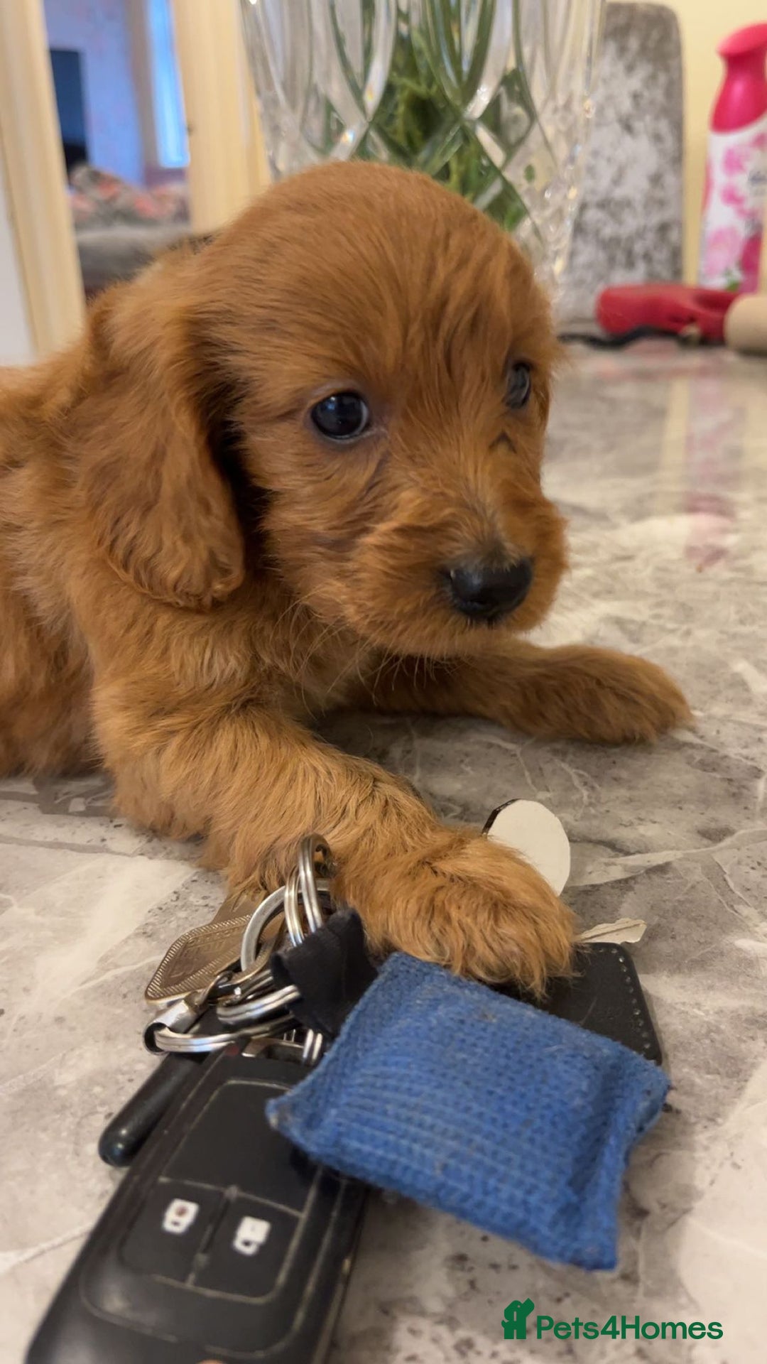 Cockapoo dogs for sale: F1 Cockapoo pups for sale  - Image 12