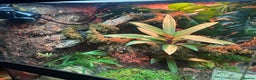 Skink reptiles for sale: Red eye crocodile skink cb with full set up - Advert 7