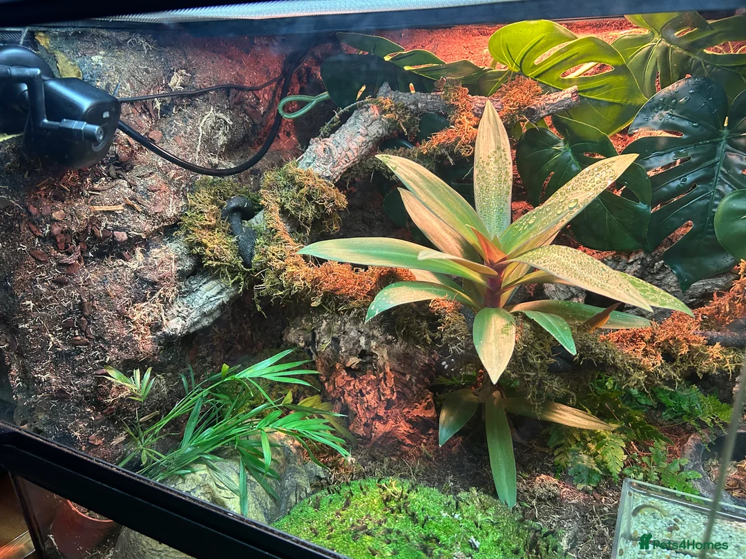 Skink reptiles for sale: Red eye crocodile skink cb with full set up - Advert 7