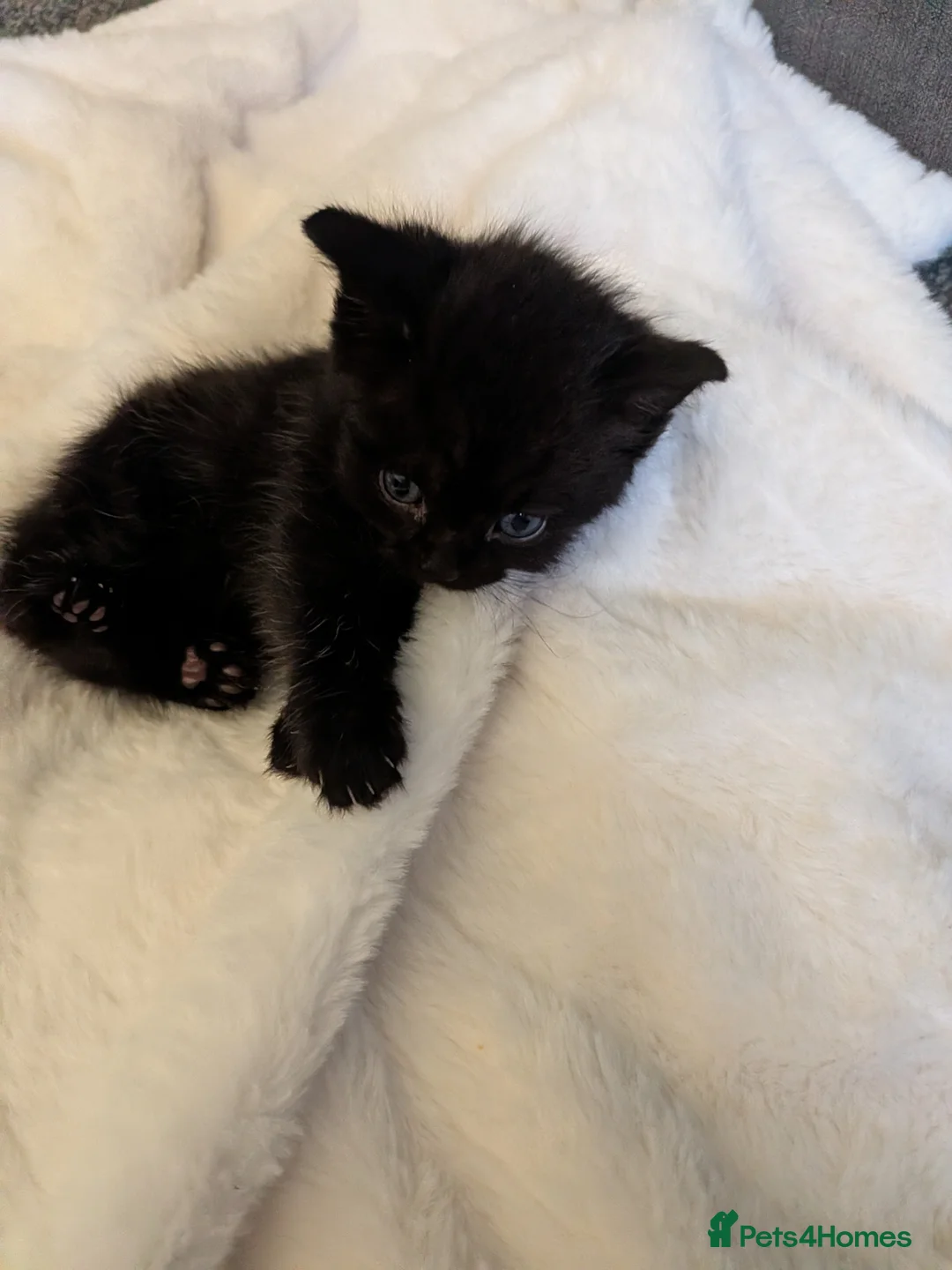 Mixed Breed cats for sale: Beautiful kittens 2 male 3 girls - Advert 2