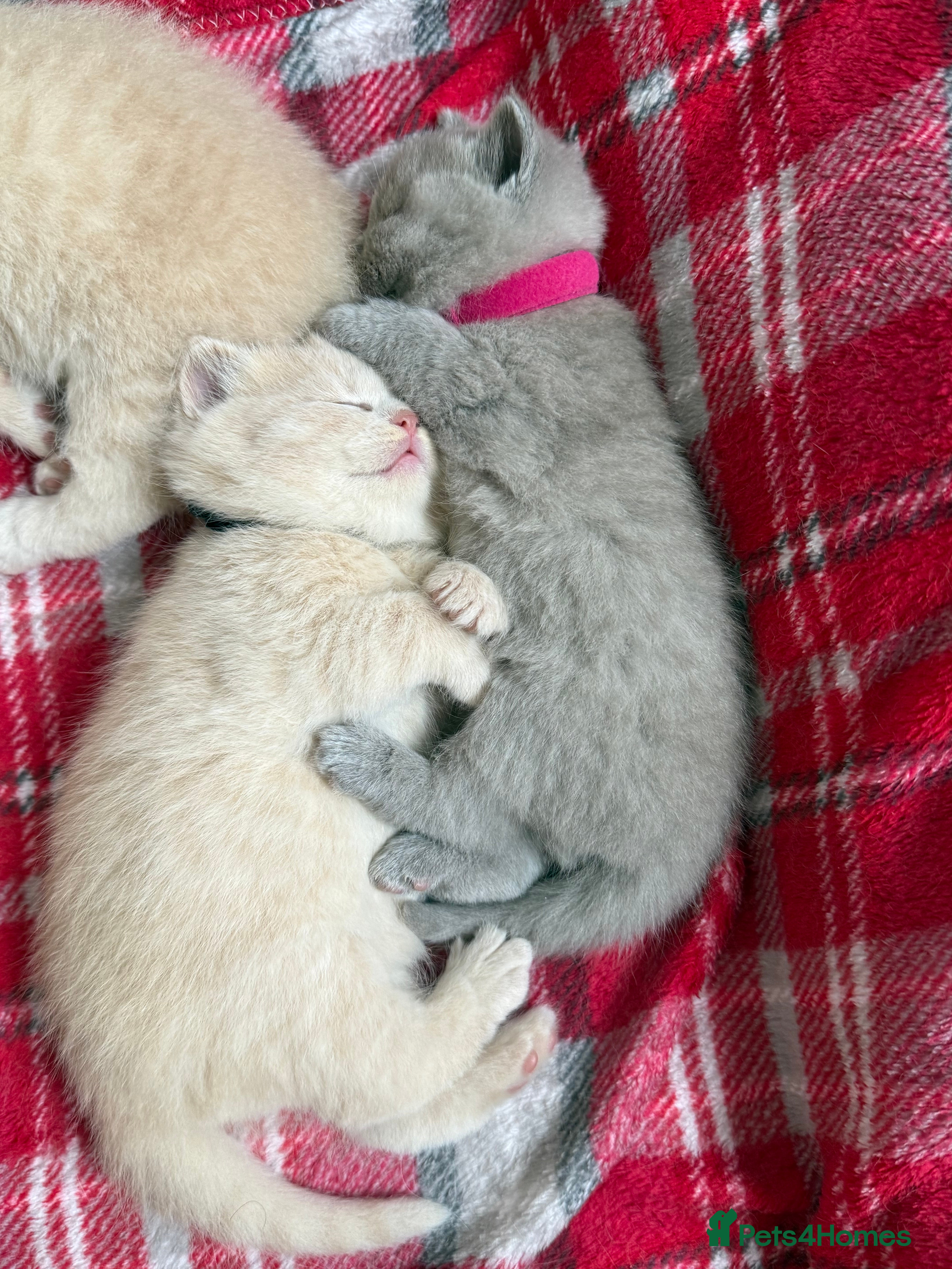 British Shorthair cats British Shorthair GCCF  - Advert 5