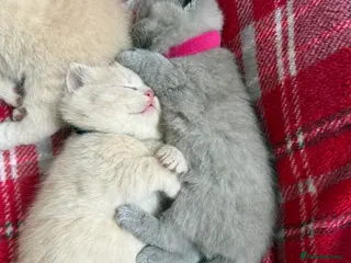 British Shorthair cats British Shorthair GCCF - Advert 2