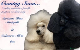 Miniature Poodle dogs for sale: 🌟SHOW QUALITY🌟 Mini Poodle Puppies  - Image 8