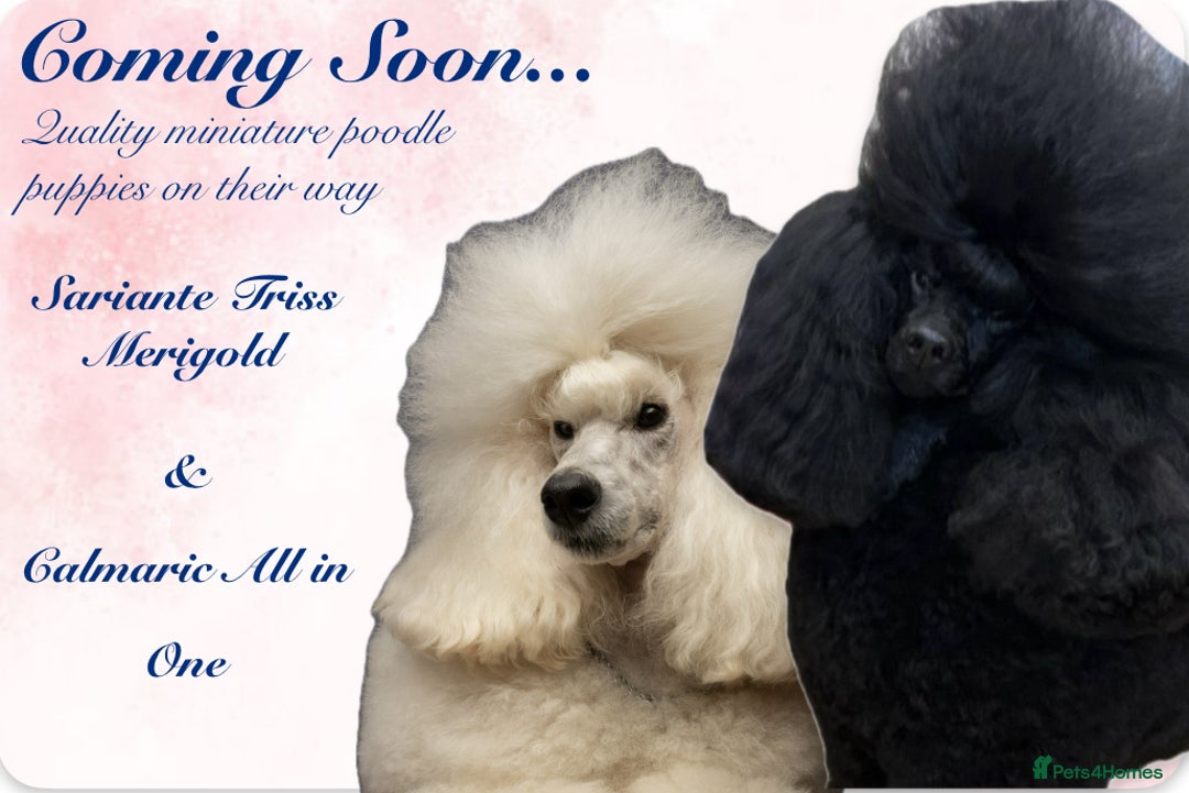 Miniature Poodle dogs for sale: 🌟SHOW QUALITY🌟 Mini Poodle Puppies  - Image 8