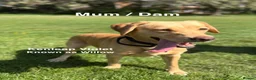 Labrador Retriever dogs for sale: Exceptionally Health Tested Champion Pedigree Pups - Advert 2