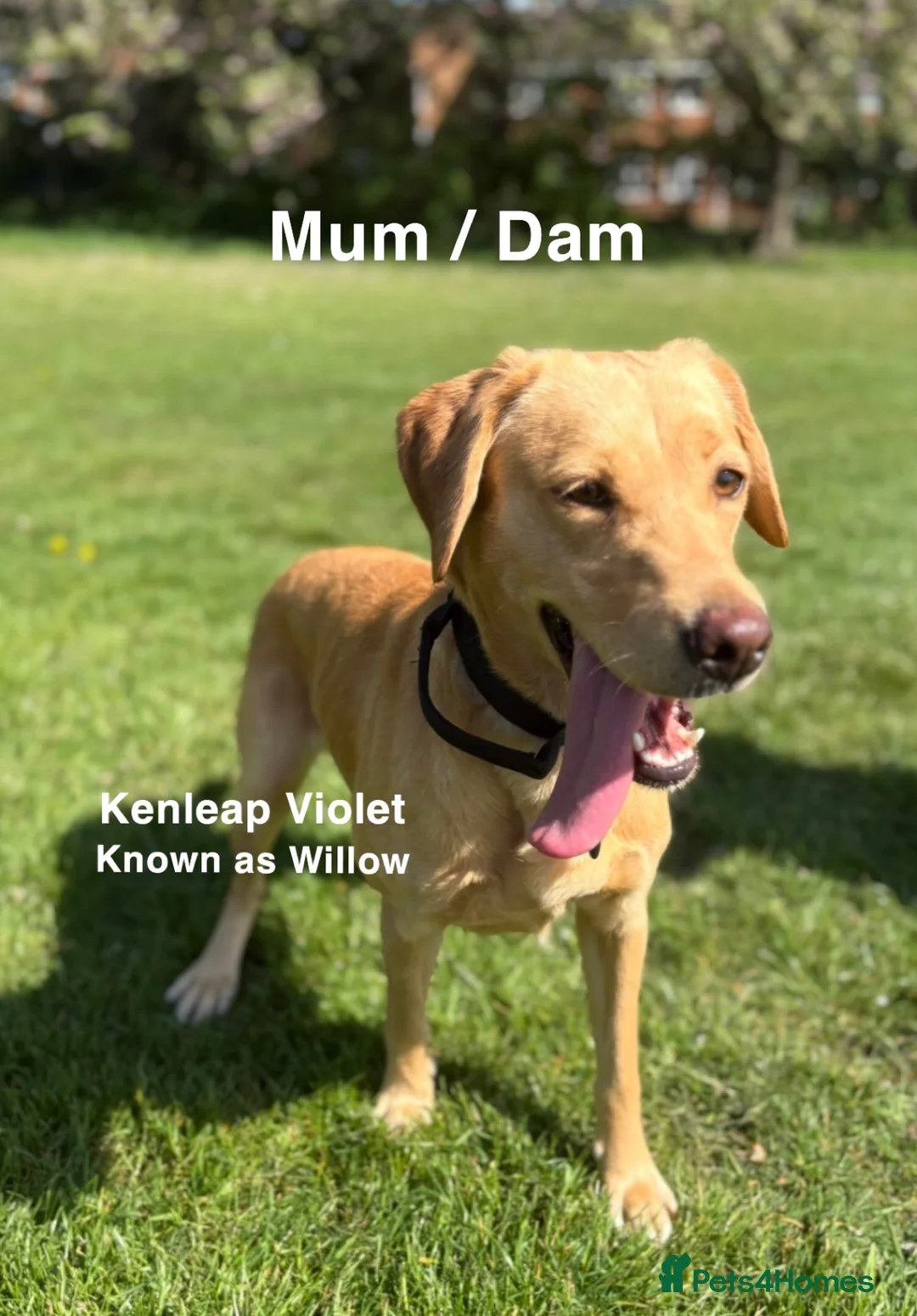 Labrador Retriever dogs for sale: Exceptionally Health Tested Champion Pedigree Pups - Advert 2