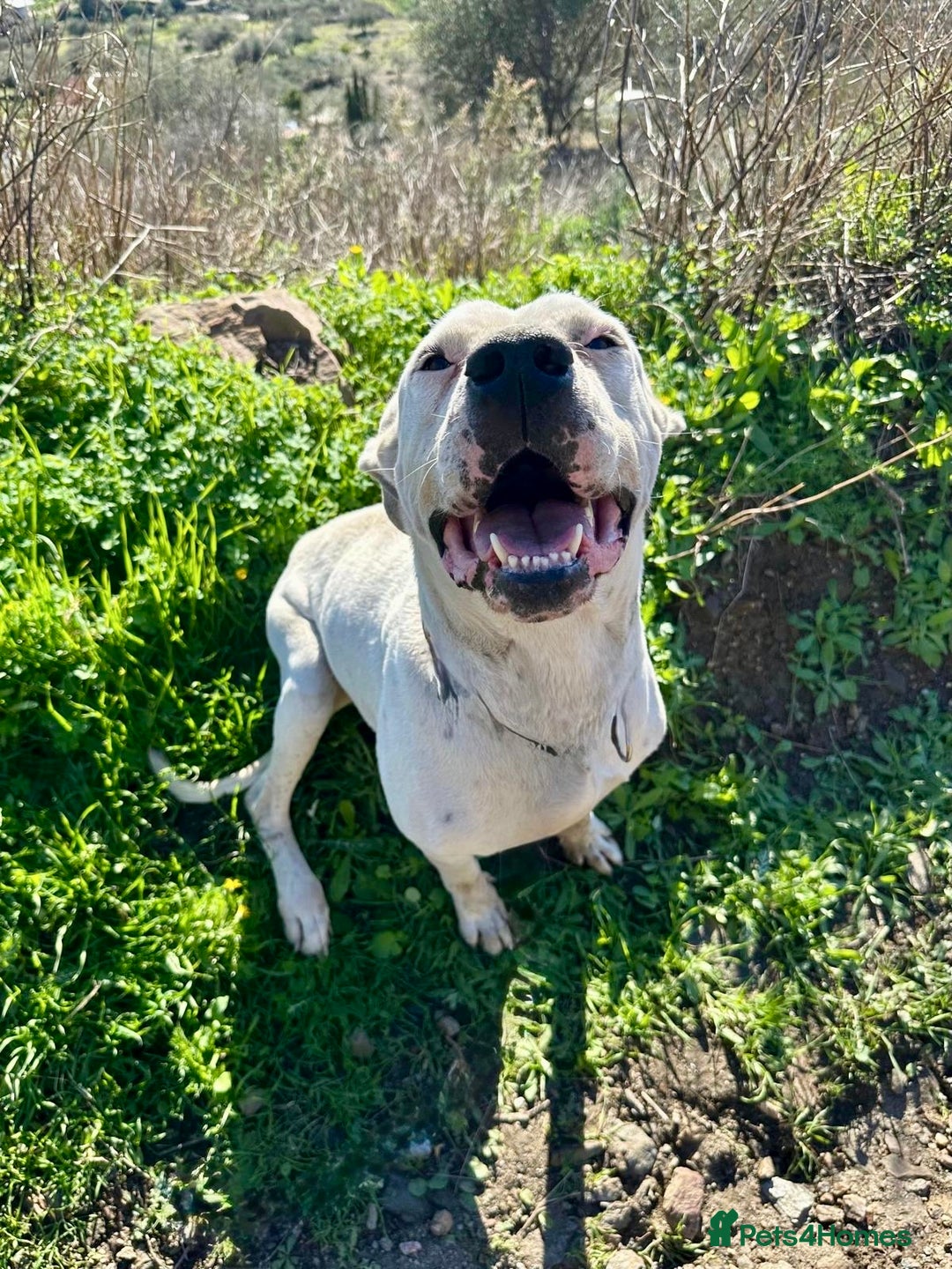 Mixed Breed dogs for adoption: 🚨‼️URGENT‼️🚨 Zeus🐾 - Advert 1