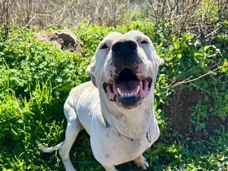 Mixed Breed dogs 🚨‼️URGENT‼️🚨 Zeus🐾 - Advert 4