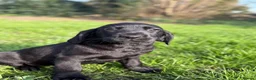 Cockerdor dogs for sale: Cocker x labrador - Advert 3