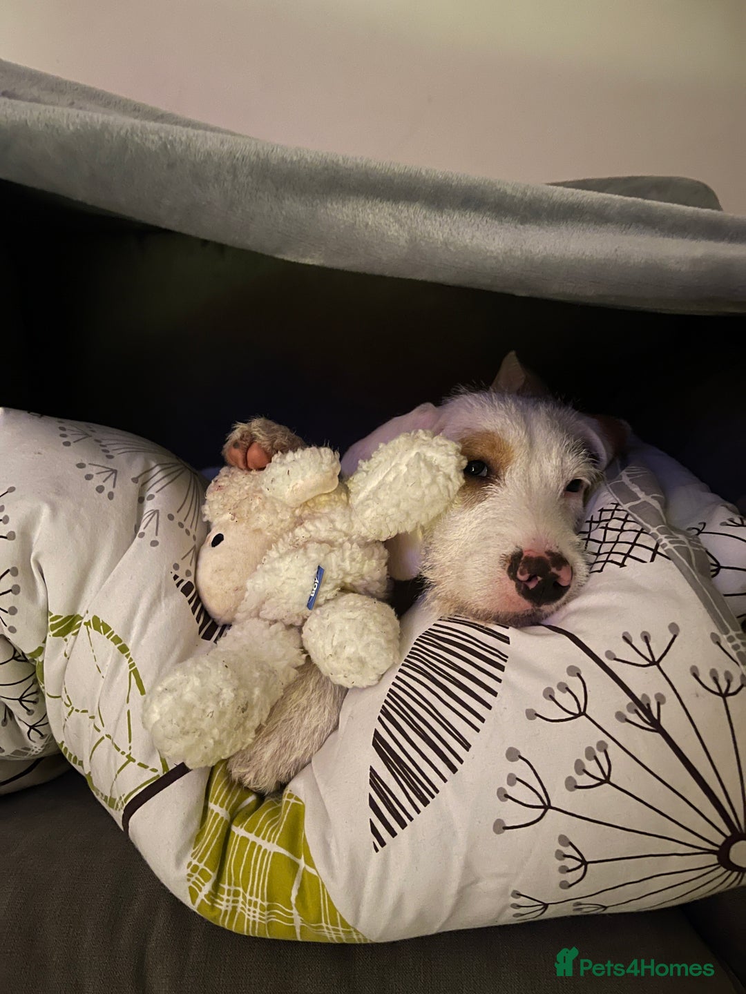 Mixed Breed dogs for sale:  2-Year-Old Female Beagle x Terrier - Advert 4