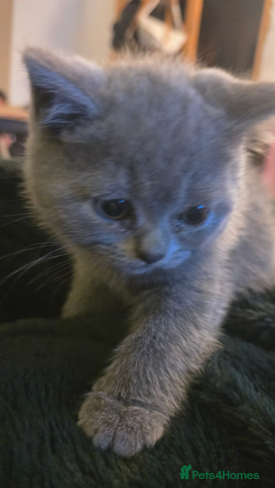 British Shorthair cats for sale: 6 british short hair ready to go  - Advert 21