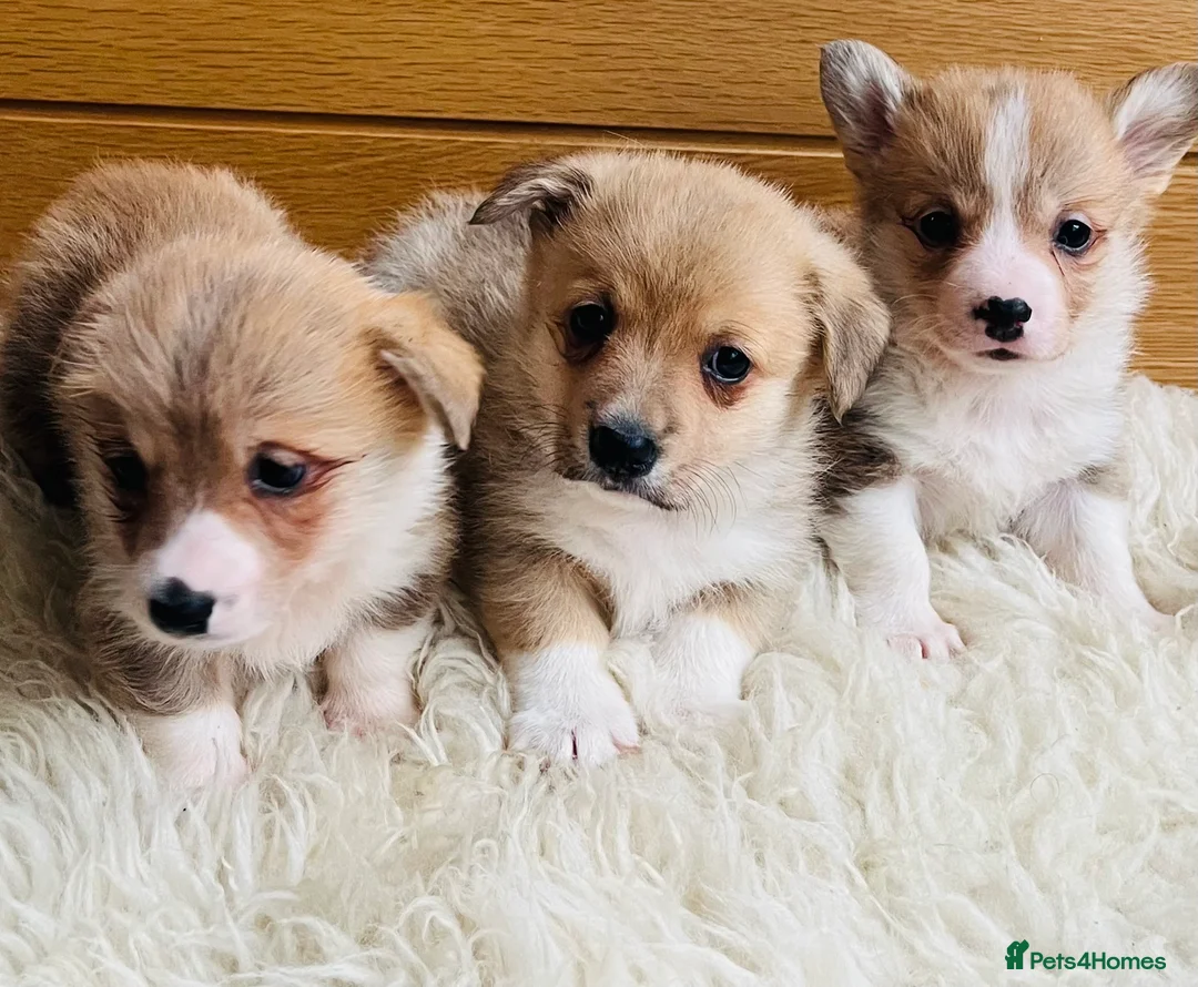 Welsh Corgi Pembroke dogs for sale: KC reg Welsh Corgi Pembroke puppies - Advert 29