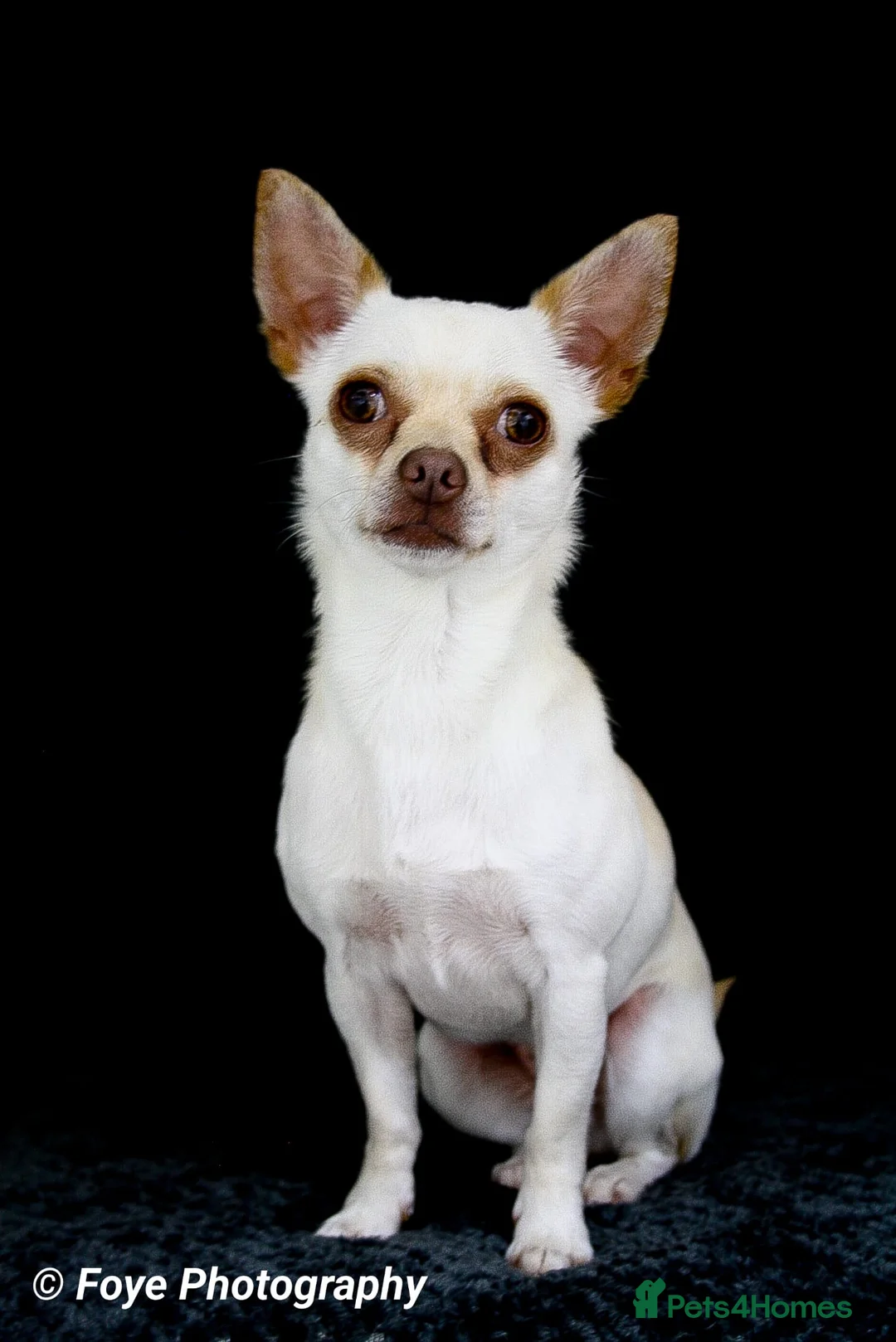 Chihuahua dogs for sale: Female chihuahua ready 08.03.26 - Advert 2