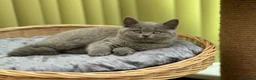 British Shorthair cats for sale: ✨ Stunning British Blue Girl | GCCF Registered  ✨ - Advert 6