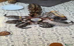 Bengal cats for sale: Full pedigree bengal kitten - Image 6