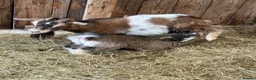 Goats livestock for sale: Pygmy Goats For Sale in Welshpool - Advert 5