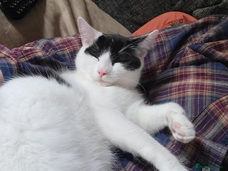 Domestic Shorthair cats Cat to be rehomed - Advert 1