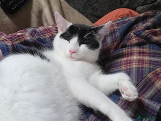 Domestic Shorthair cats Cat to be rehomed - Advert 6