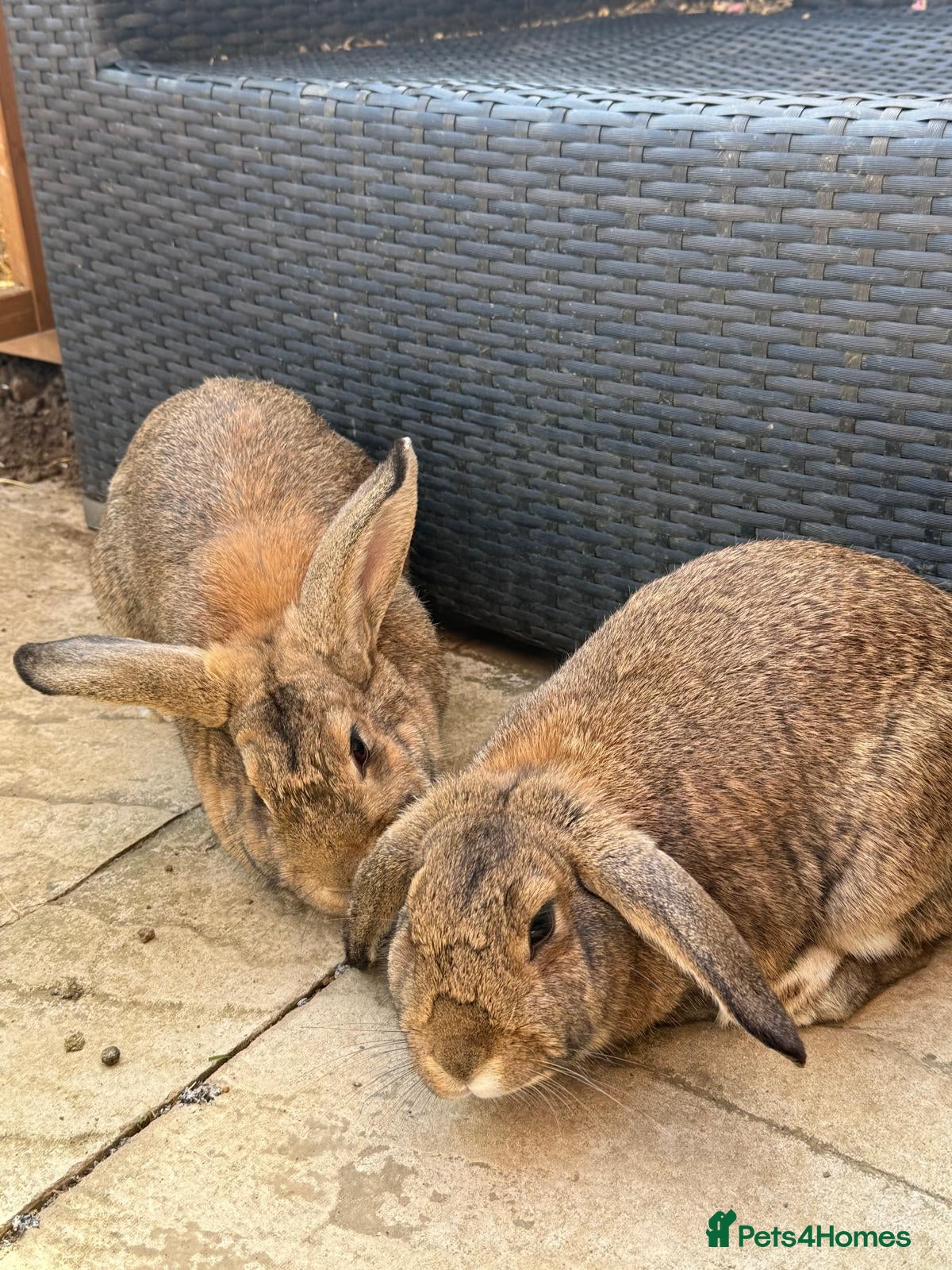 Mixed Breed rabbits 2 Rabbits For Rehoming - Advert 1