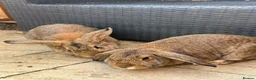 Mixed Breed rabbits for sale: 2 Rabbits For Rehoming in Rainham - Advert 1