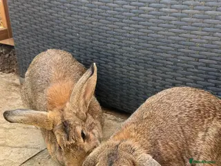 Mixed Breed rabbits 2 Rabbits For Rehoming - Advert 2