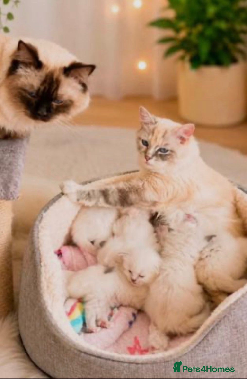 Ragdoll cats 🌟5 PEDIGREE RAGDOLL KITTENS🌟 - Advert 4