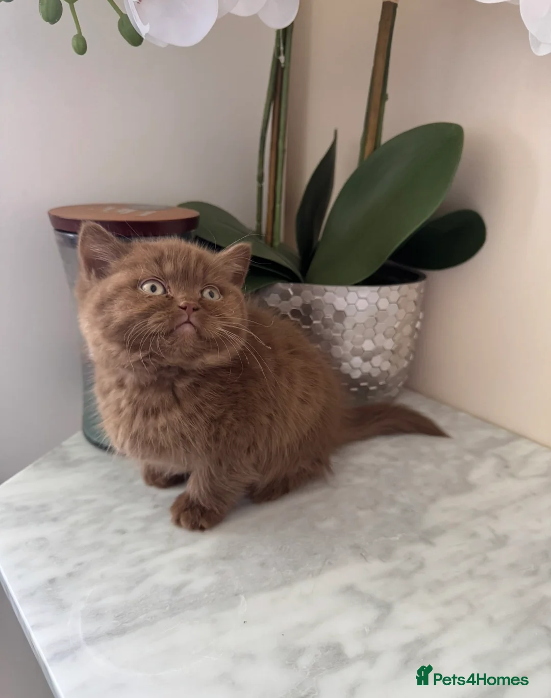British Shorthair cats for sale: Chunky Cinnamon british short hair kitten READY - Advert 1