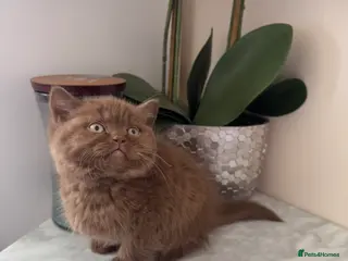 British Shorthair cats Chunky Cinnamon british short hair kitten READY - Advert 14