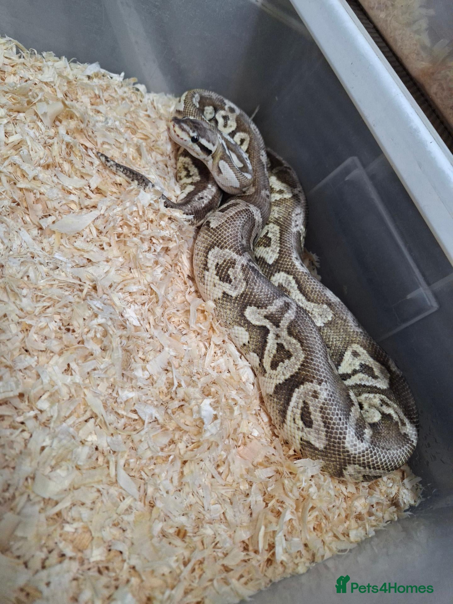 Mixed Breed reptiles Ball pythons, tarantula, African land snails - Advert 2