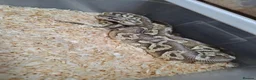 Mixed Breed reptiles for sale: Ball pythons, tarantula, African land snails - Advert 2