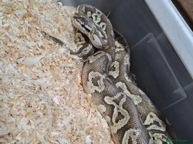 Mixed Breed reptiles Ball pythons, tarantula, African land snails - Advert 1